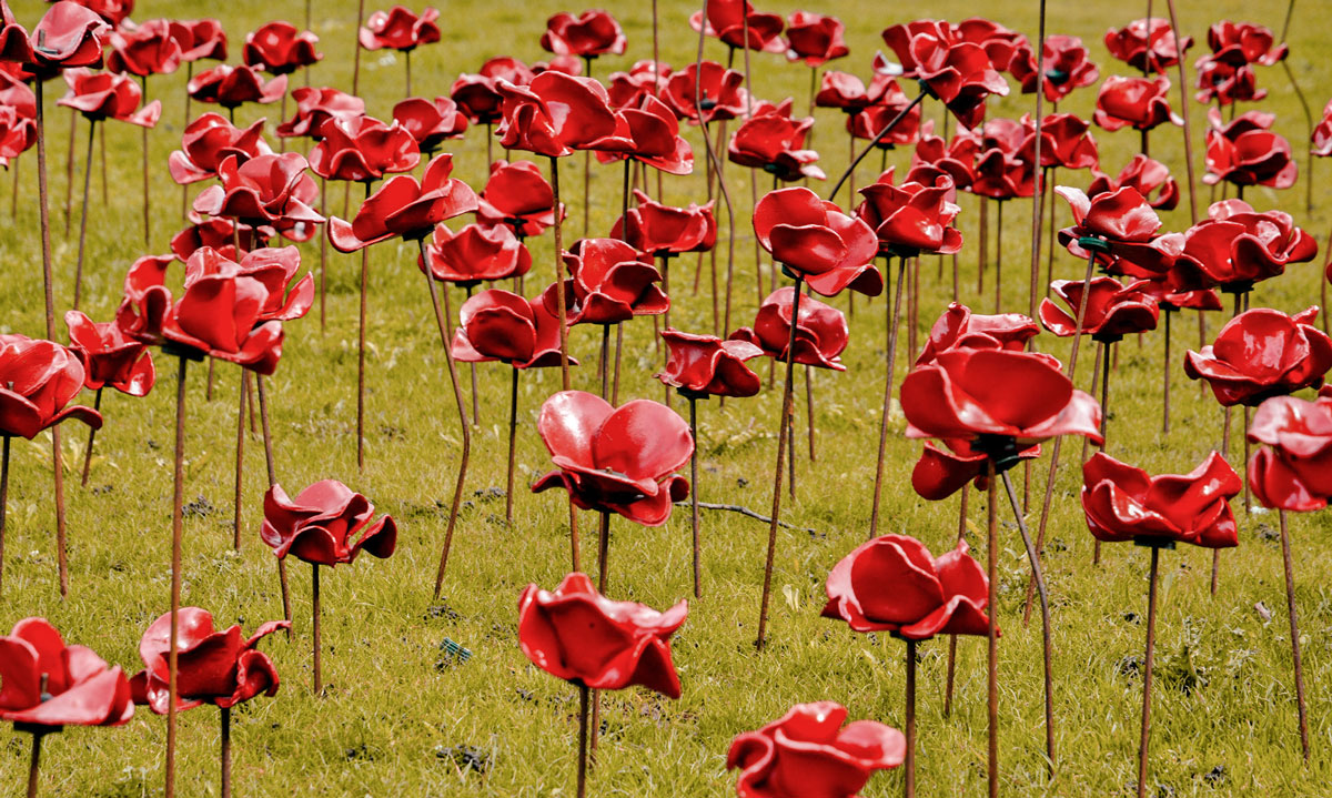 Weeping Poppies